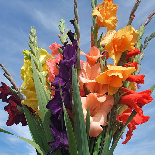 Glamorous Gladioli Glamorous Gladioli