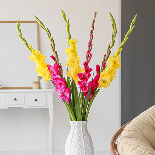 Glamorous Gladioli Glamorous Gladioli