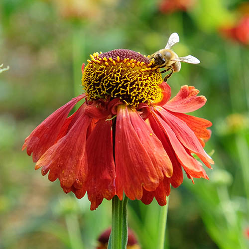 Helenium Moerheim Beauty Helenium Moerheim Beauty