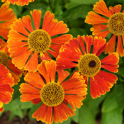 Helenium Moerheim Beauty Helenium Moerheim Beauty