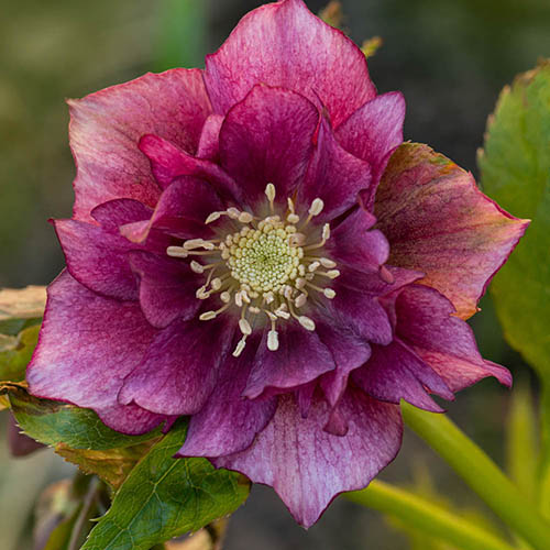 Hellebore Double Ellen Red 
