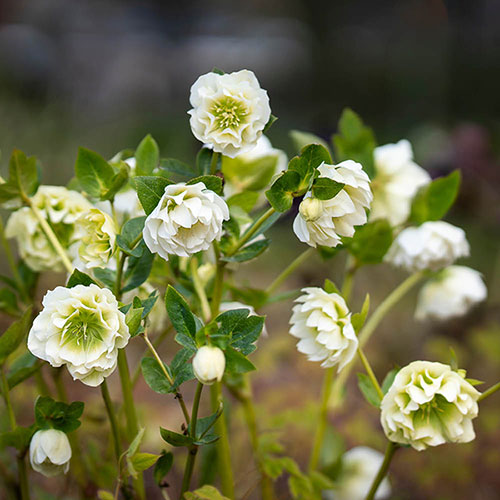Hellebore Double Ellen White Hellebore Double Ellen White