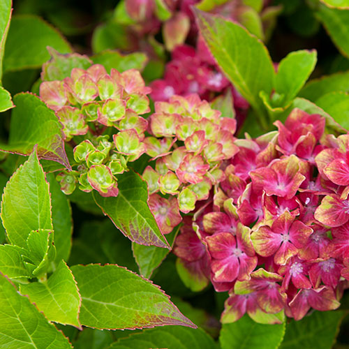 Hydrangea Glam Rock Hydrangea Glam Rock