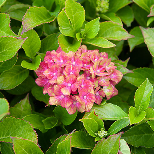 Hydrangea Glam Rock Hydrangea Glam Rock