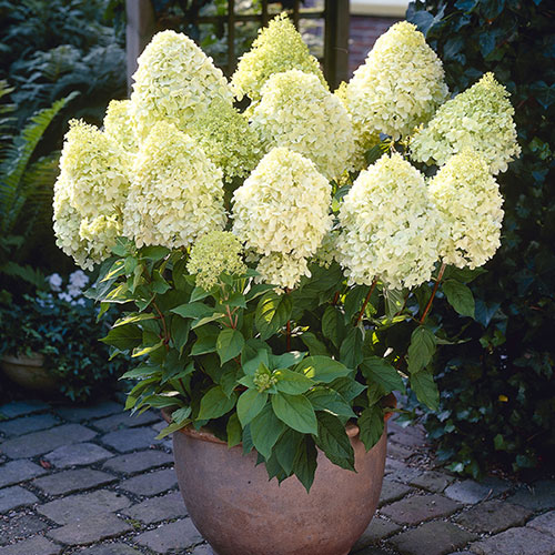 Hydrangea paniculata Limelight Hydrangea paniculata Limelight