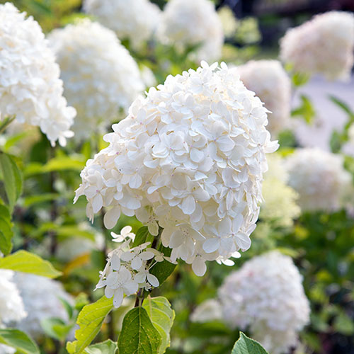 Hydrangea paniculata Limelight Hydrangea paniculata Limelight