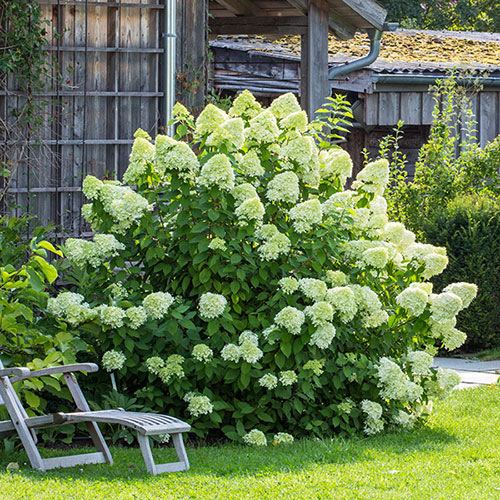 Hydrangea paniculata Limelight Hydrangea paniculata Limelight
