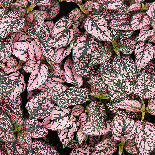 Polka Dot Plant Super Pink