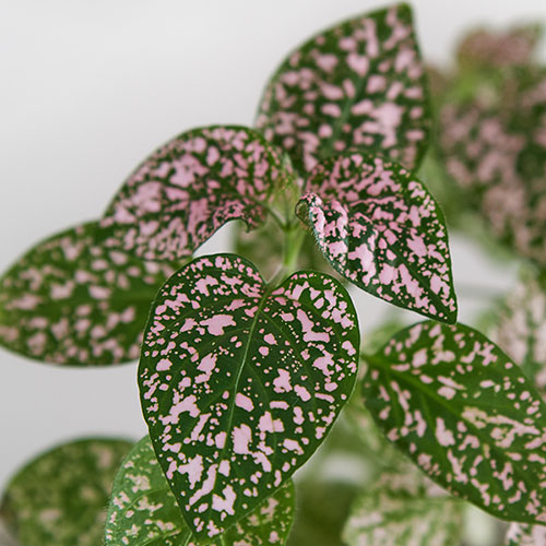 Polka Dot Plant Super Pink