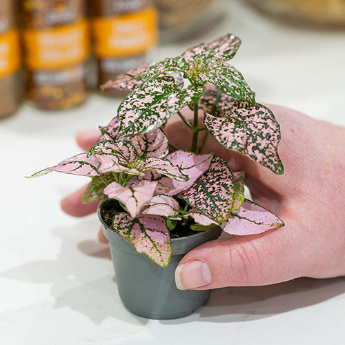 Polka Dot Plant Super Pink
