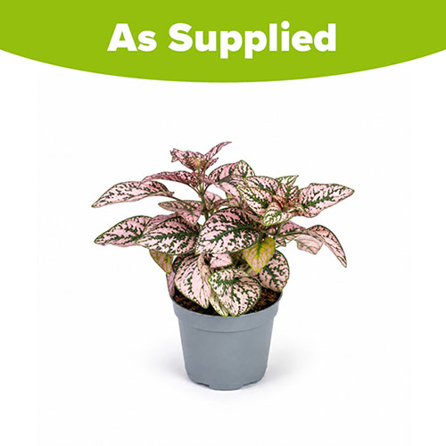 Polka Dot Plant Super Pink