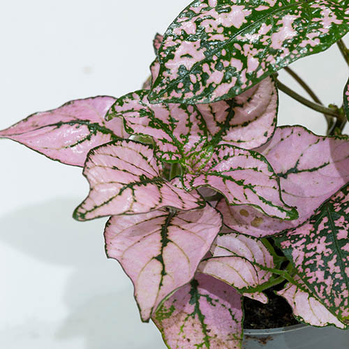 Polka Dot Plant Super Pink