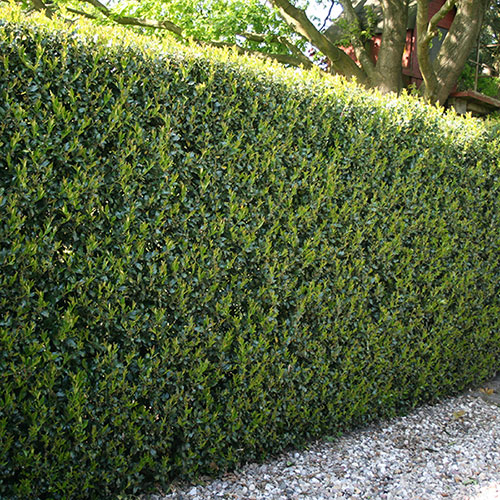 Ilex crenata Green Hedge Japanese Holly Ilex crenata Green Hedge Japanese Holly