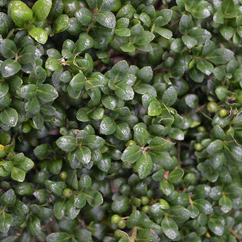 Ilex crenata Green Hedge Japanese Holly Ilex crenata Green Hedge Japanese Holly