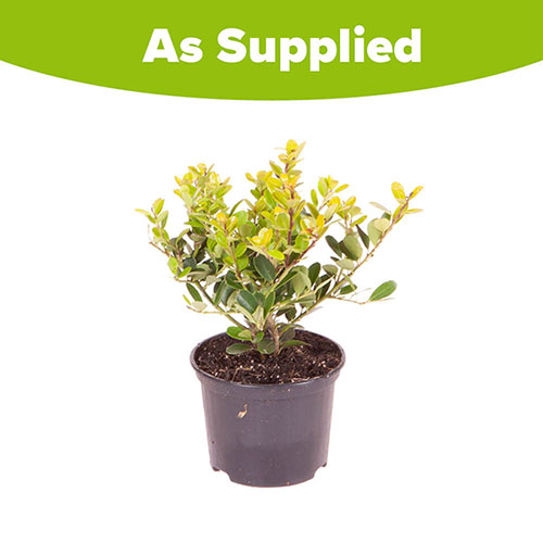 Ilex crenata Green Hedge Japanese Holly Ilex crenata Green Hedge Japanese Holly
