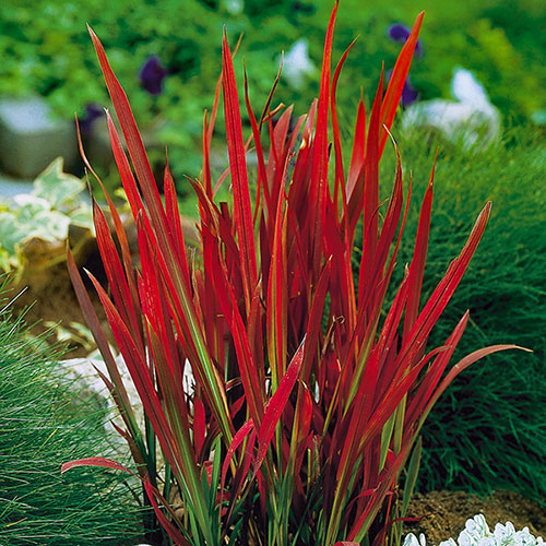 Imperata Red Baron - Blood Grass Imperata Red Baron - Blood Grass