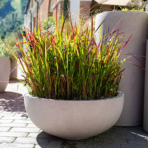 Imperata Red Baron - Blood Grass Imperata Red Baron - Blood Grass
