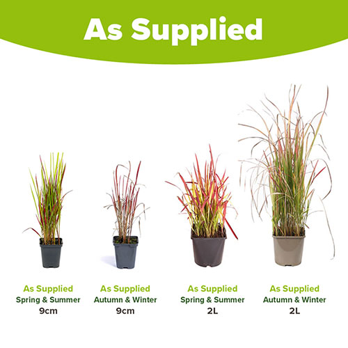 Imperata Red Baron - Blood Grass Imperata Red Baron - Blood Grass