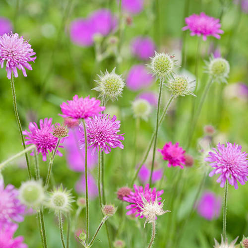 Knautia macedonica (Melton Pastels) 
