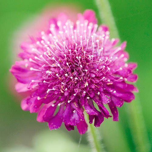 Knautia macedonica (Melton Pastels) 