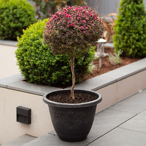 Silver Round Laurel Planter