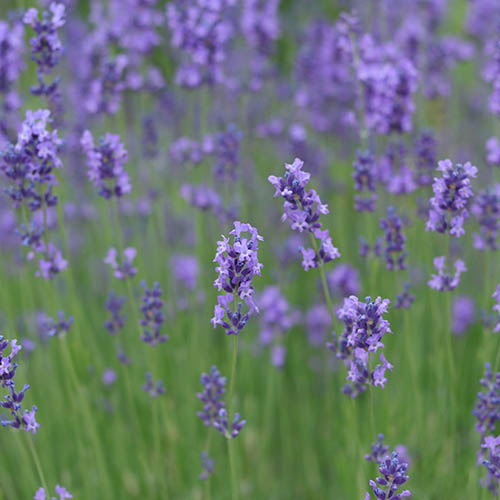 Lavender English Hidcote 