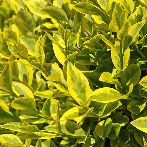Golden Privet Hedging Golden Privet Hedging