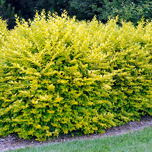 Golden Privet Hedging Golden Privet Hedging