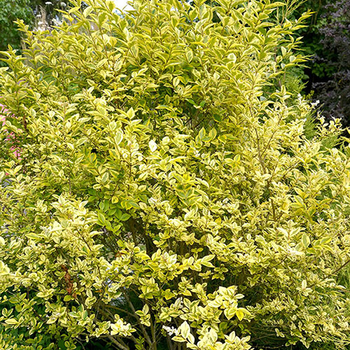 Golden Privet Hedging Golden Privet Hedging