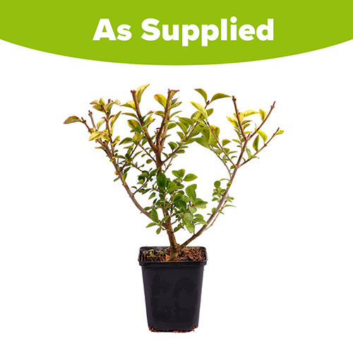 Golden Privet Hedging Golden Privet Hedging