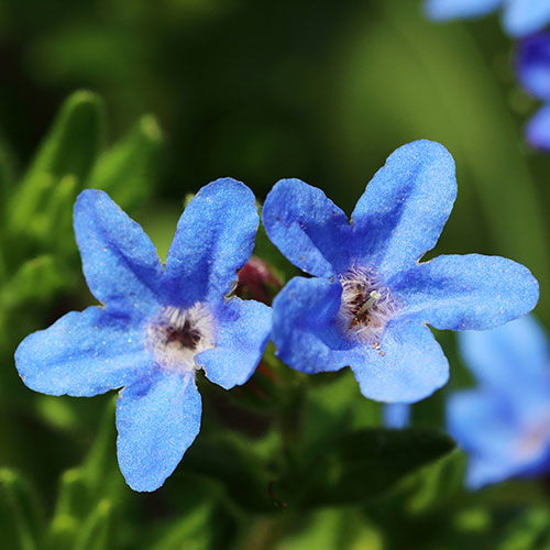 Lithodora Heavenly Blue Lithodora Heavenly Blue