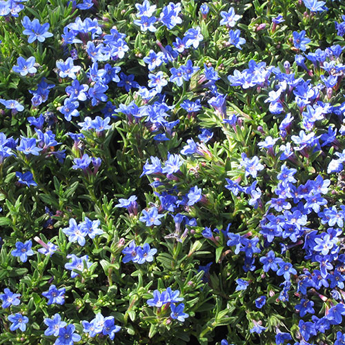 Lithodora Heavenly Blue Lithodora Heavenly Blue