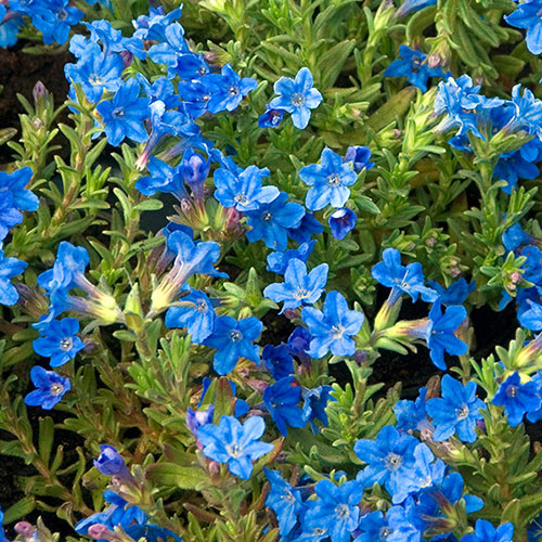 Lithodora Heavenly Blue Lithodora Heavenly Blue