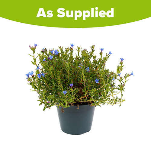 Lithodora Heavenly Blue Lithodora Heavenly Blue