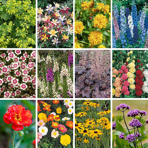 Complete Hardy Garden Perennial Collection Complete Hardy Garden Perennial Collection