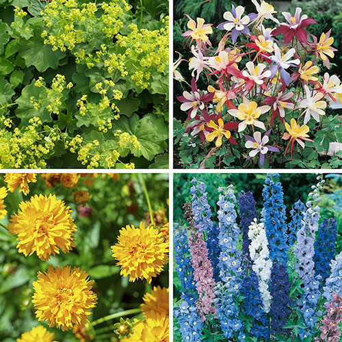 Complete Hardy Garden Perennial Collection Complete Hardy Garden Perennial Collection