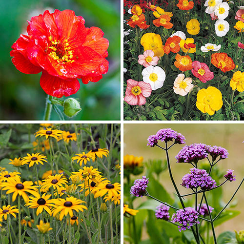 Complete Hardy Garden Perennial Collection Complete Hardy Garden Perennial Collection
