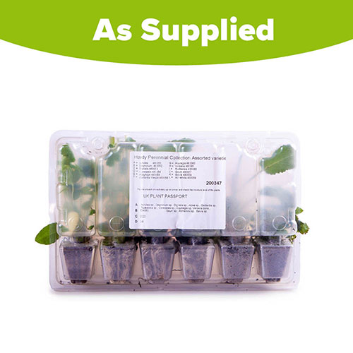 Complete Hardy Garden Perennial Collection Complete Hardy Garden Perennial Collection