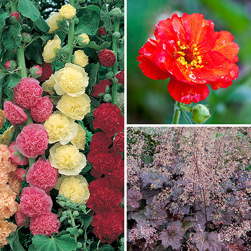 Complete Hardy Garden Perennial Collection Complete Hardy Garden Perennial Collection