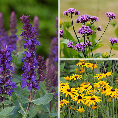 Complete Hardy Garden Perennial Collection Complete Hardy Garden Perennial Collection
