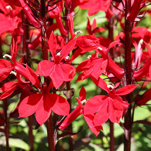 Lobelia Queen Victoria Lobelia Queen Victoria