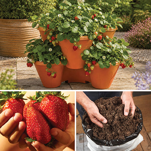 Complete Strawberry Sweet Colossus Patio Collection