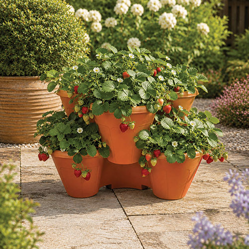 Complete Strawberry Sweet Colossus Patio Collection