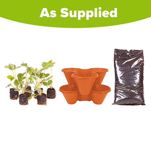 Complete Strawberry Sweet Colossus Patio Collection
