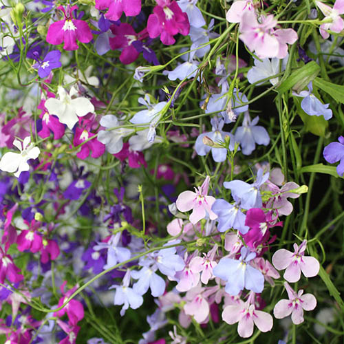 Lobelia Trail Away (Trailing) 