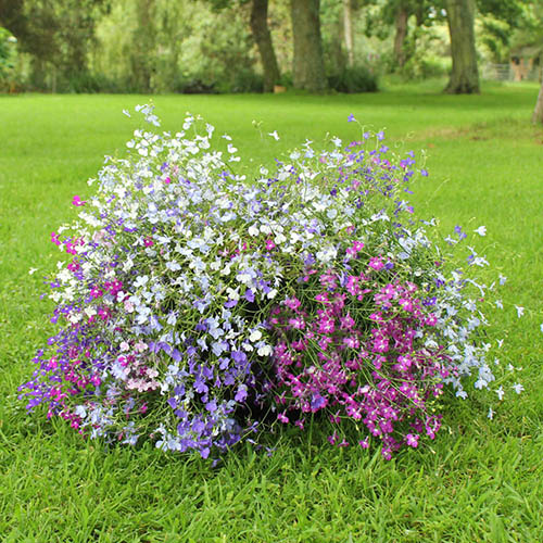 Lobelia Trail Away (Trailing) 