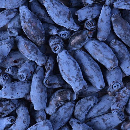 Lonicera kams. Balalaika (Honeyberry) Lonicera kams. Balalaika (Honeyberry)