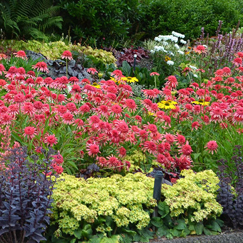 Hardy Perennial Plant Lucky Dip Hardy Perennial Plant Lucky Dip