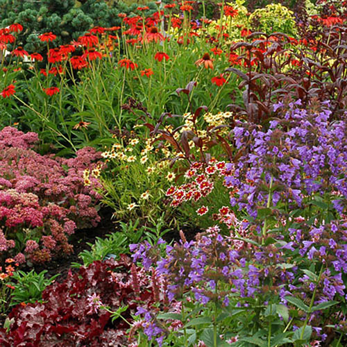 Hardy Perennial Plant Lucky Dip Hardy Perennial Plant Lucky Dip