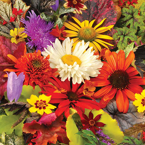 Hardy Perennial Plant Lucky Dip Hardy Perennial Plant Lucky Dip